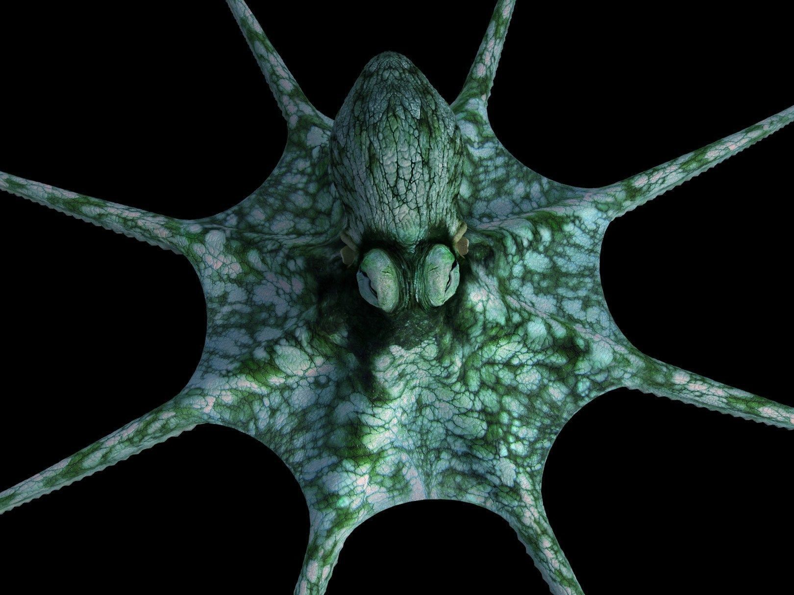 Octopus Caribbean Reef 3D model_2