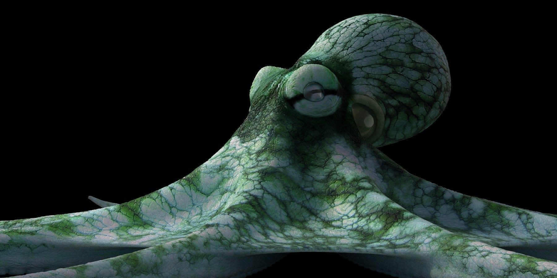 Octopus Caribbean Reef 3D model_4