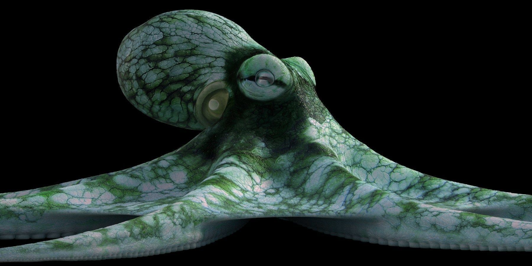 Octopus Caribbean Reef 3D model_5