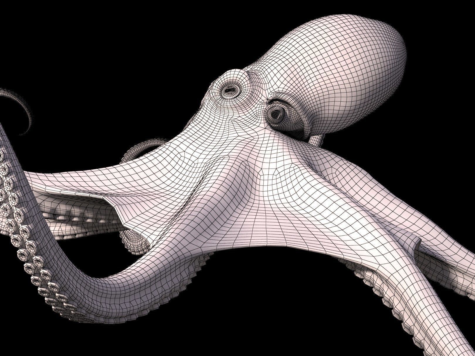 Octopus Caribbean Reef 3D model_9