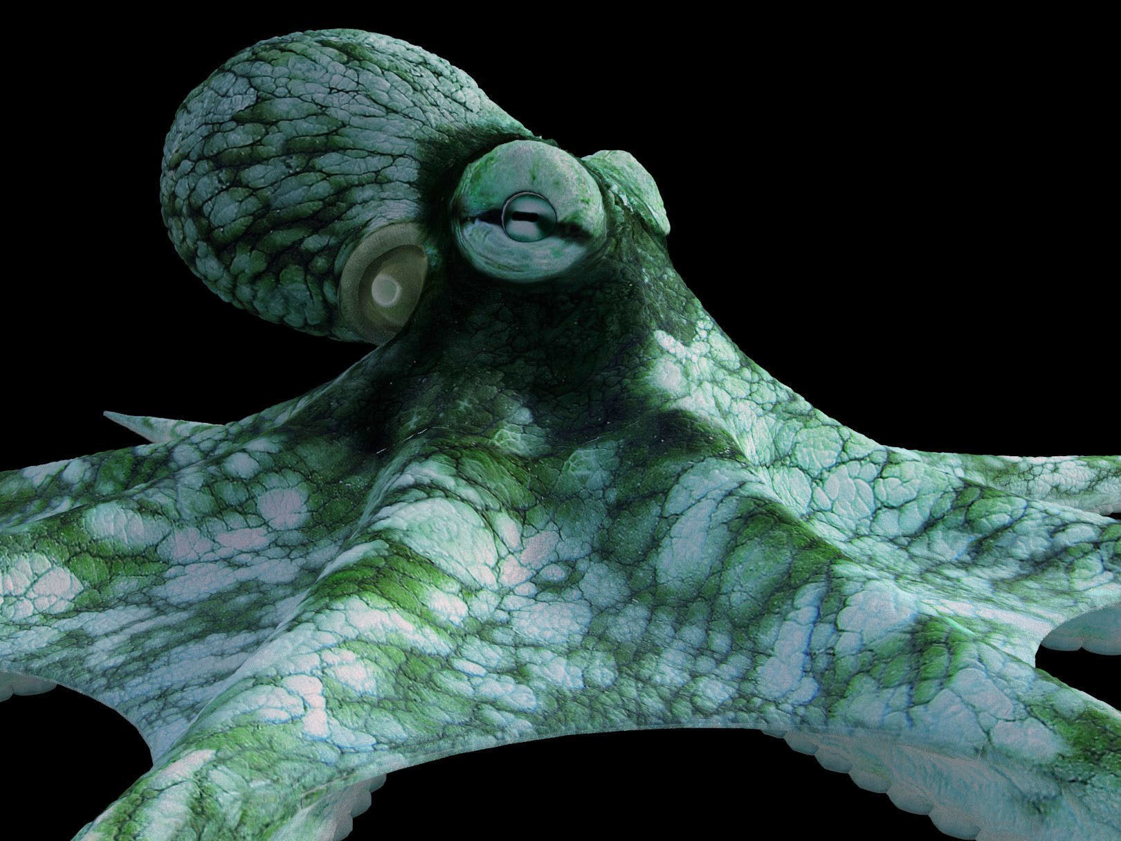 Octopus Caribbean Reef 3D model_1