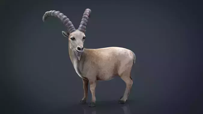 Wild goat Low-poly 3D model