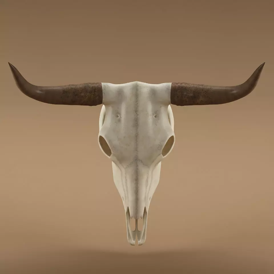 Cow skull 3D model_0