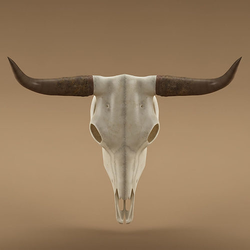 Cow skull 3D model