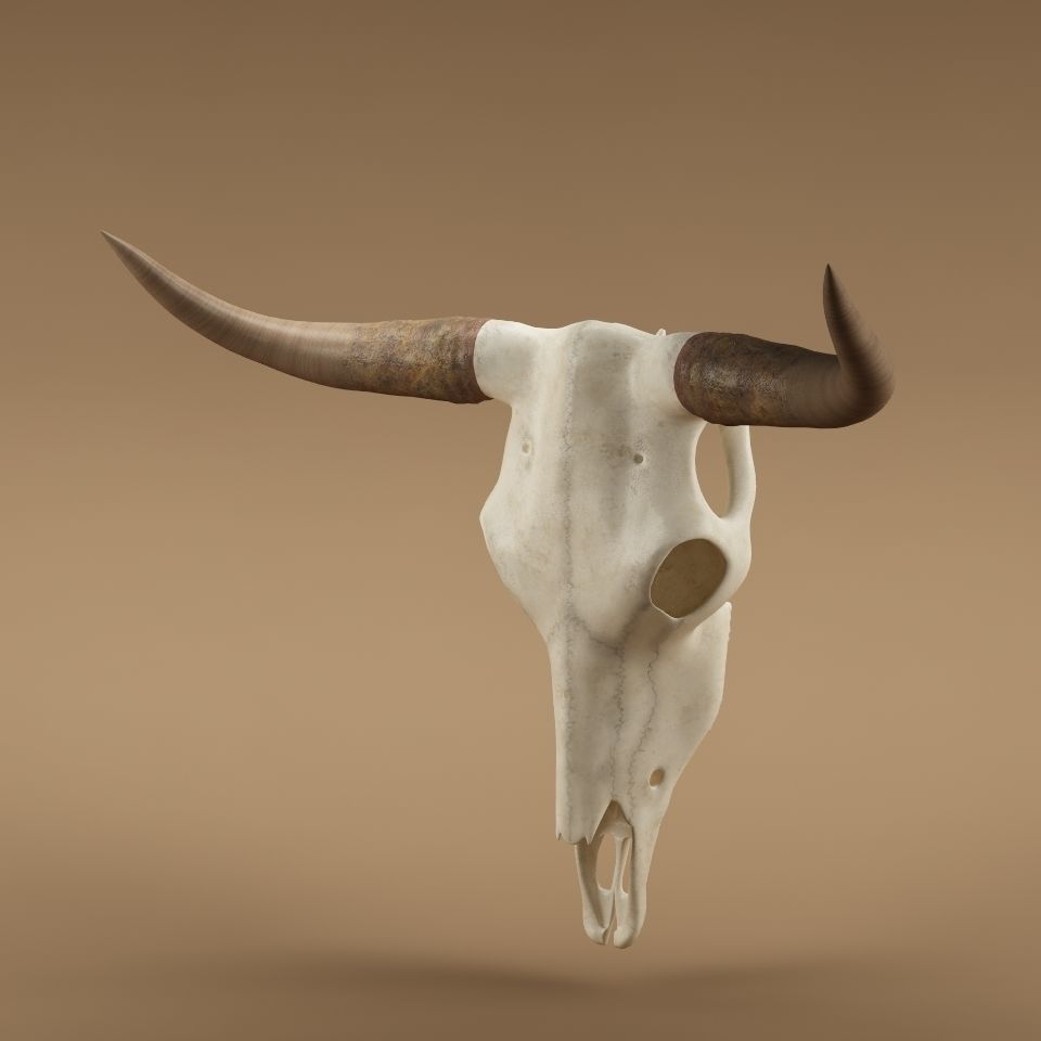 Cow skull 3D model_1