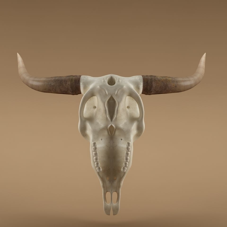 Cow skull 3D model_4