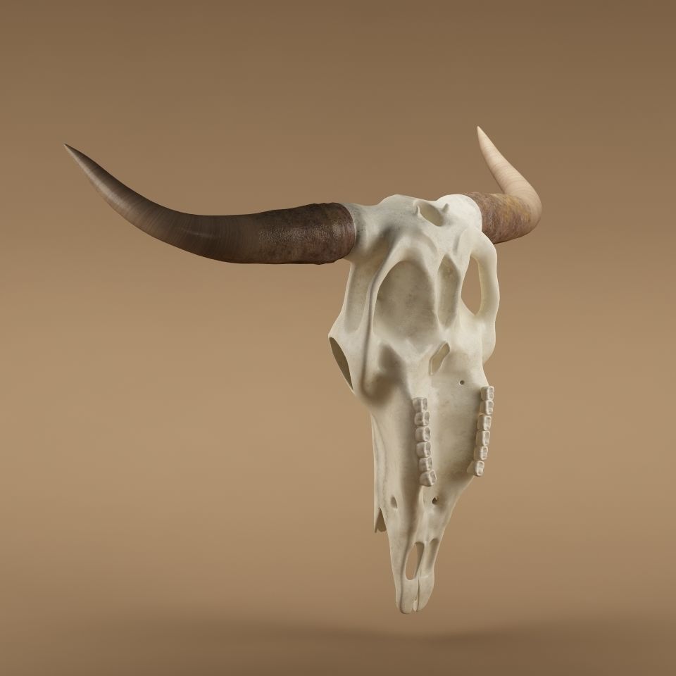 Cow skull 3D model_3