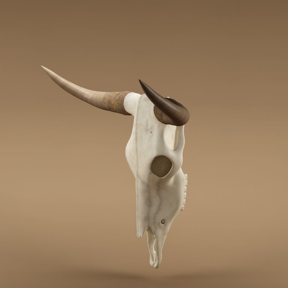 Cow skull 3D model_2