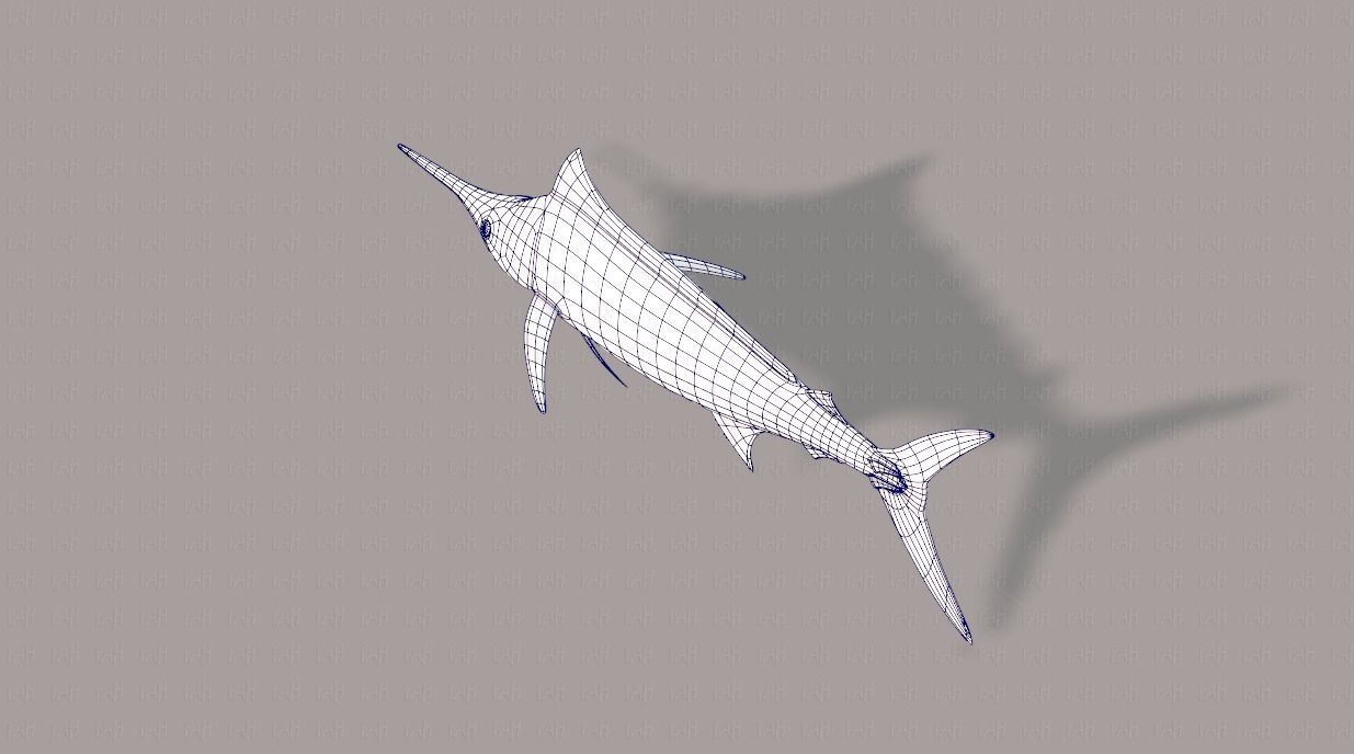 Fish V04 Low-poly 3D model_30