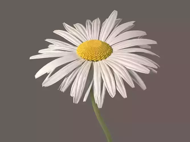 Daisy Flower 3D model