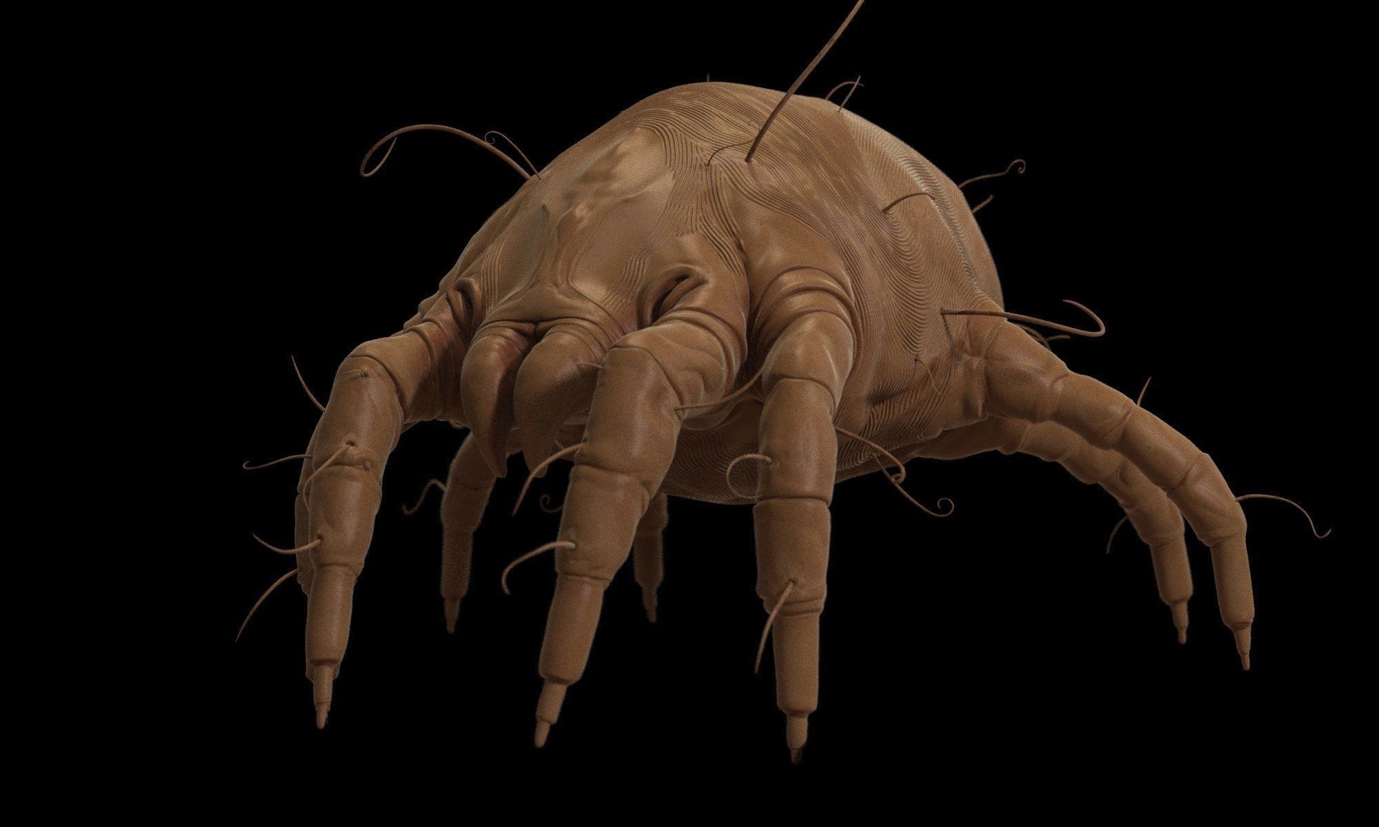 Dust Mite 3D model_3