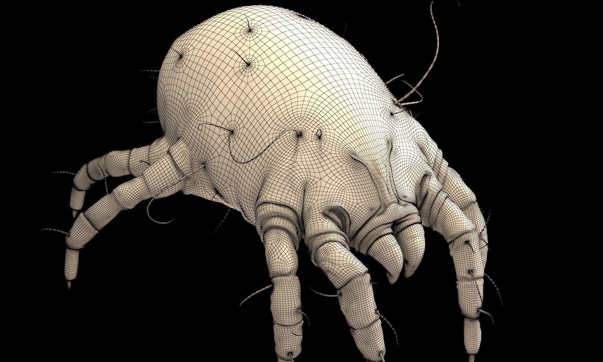 Dust Mite 3D model_8
