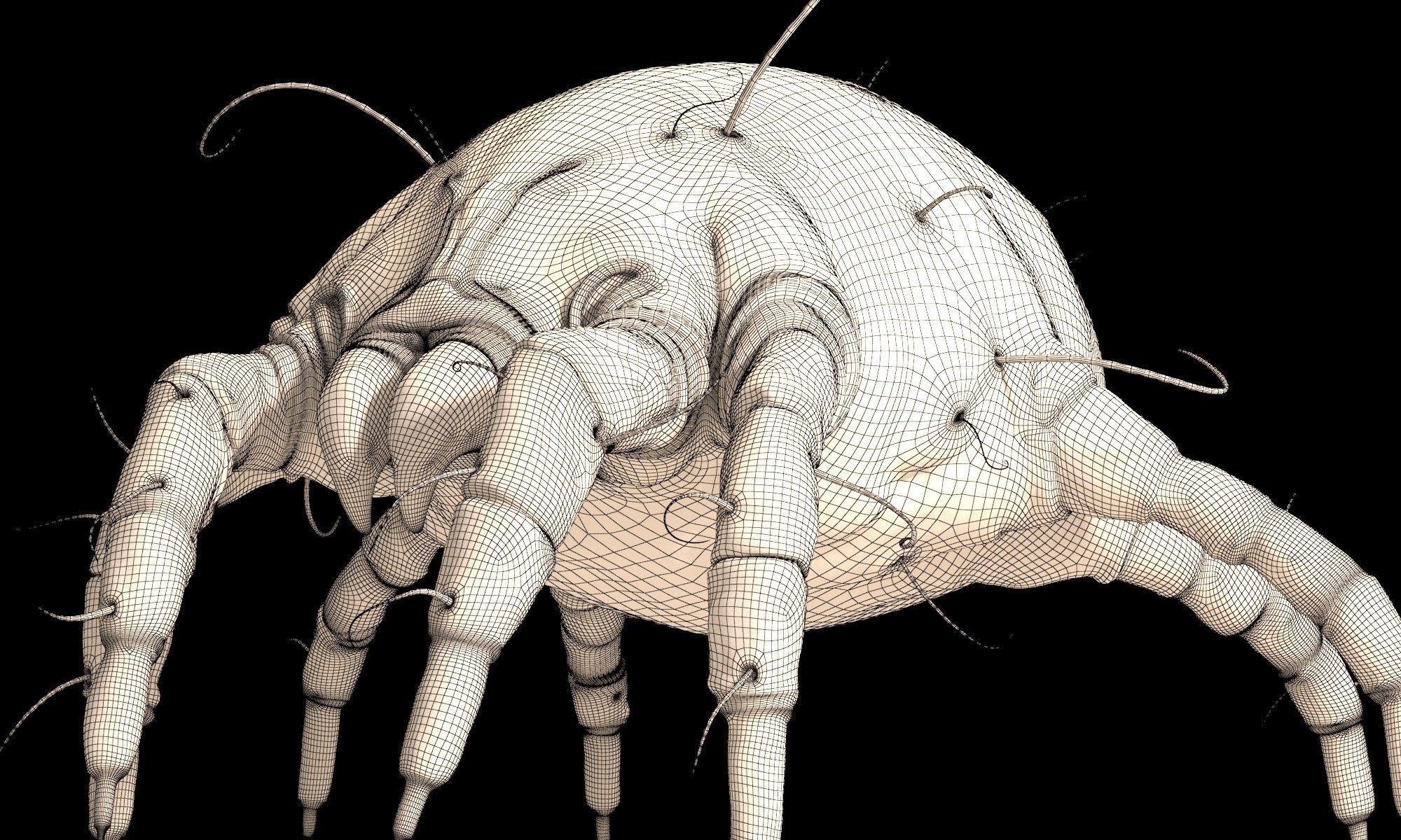 Dust Mite 3D model_7