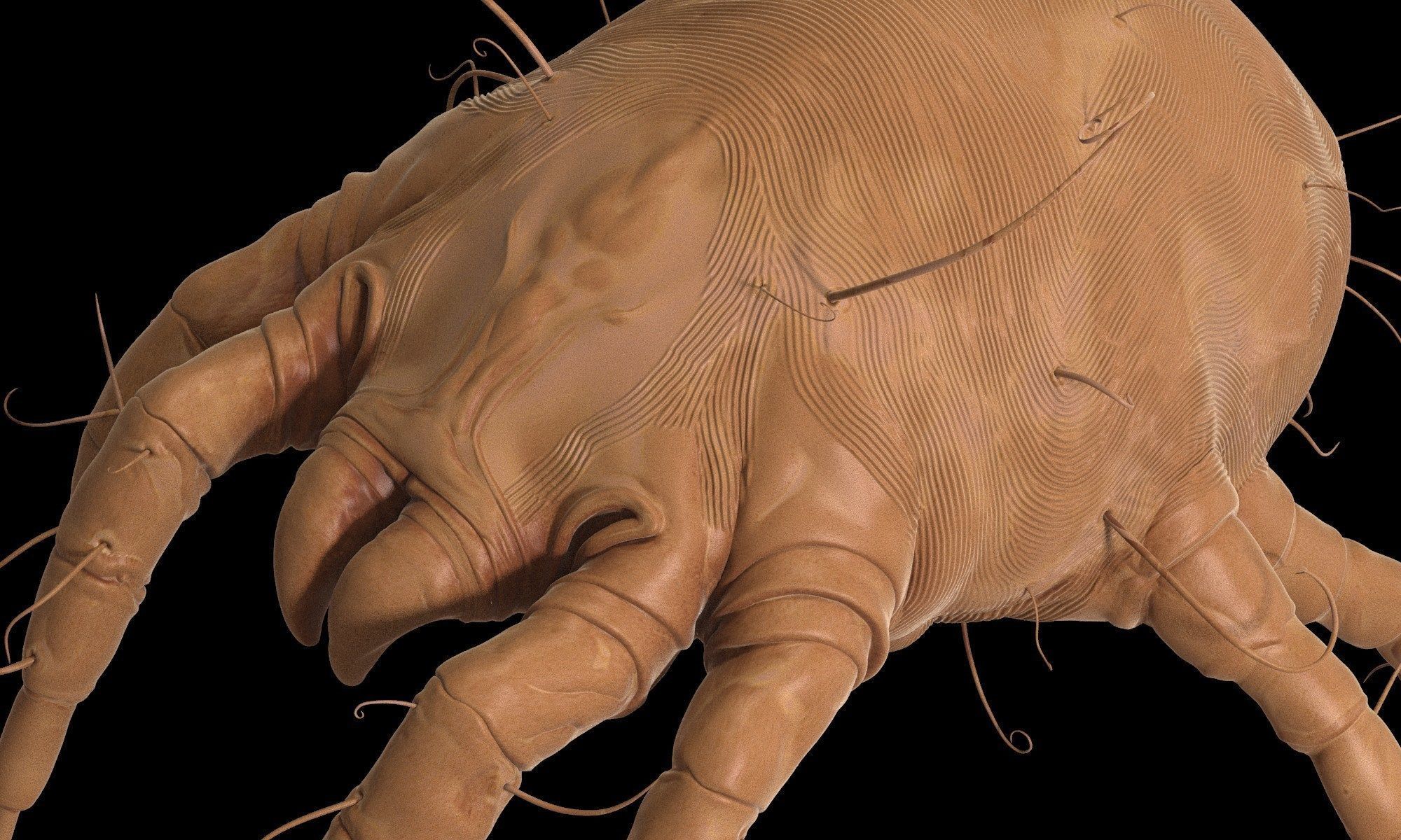 Dust Mite 3D model_2