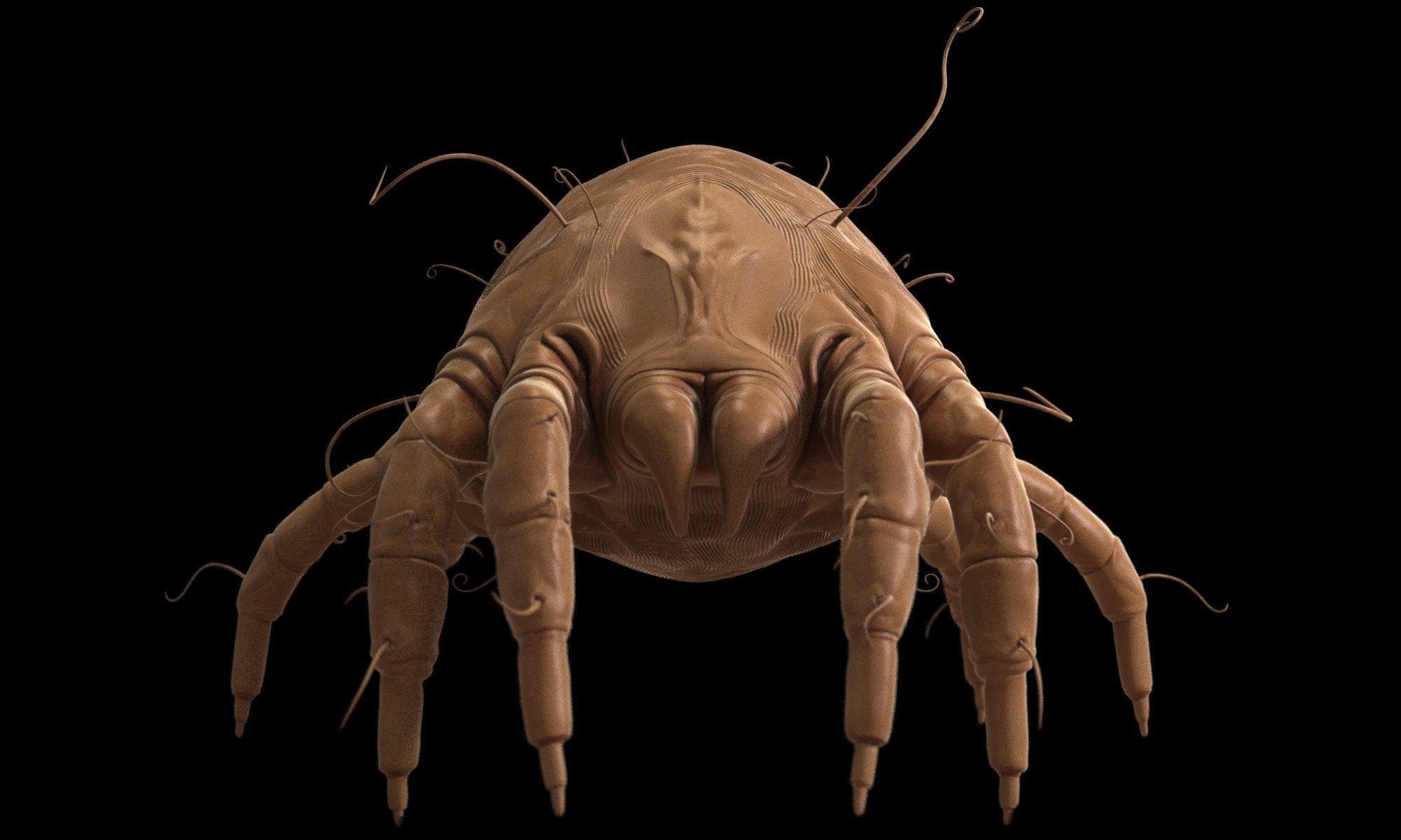 Dust Mite 3D model_1