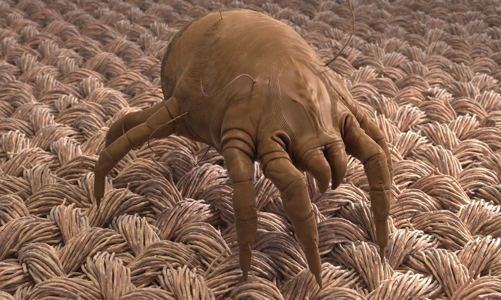 Dust Mite 3D model_0