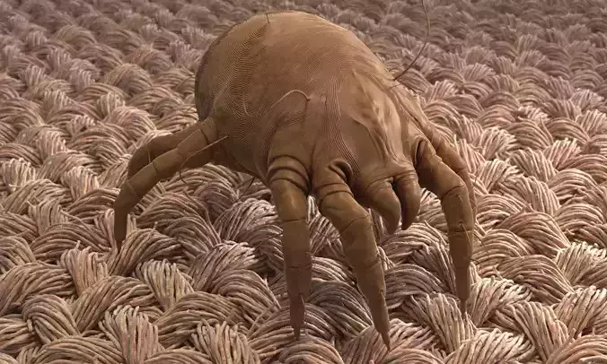 Dust Mite 3D model