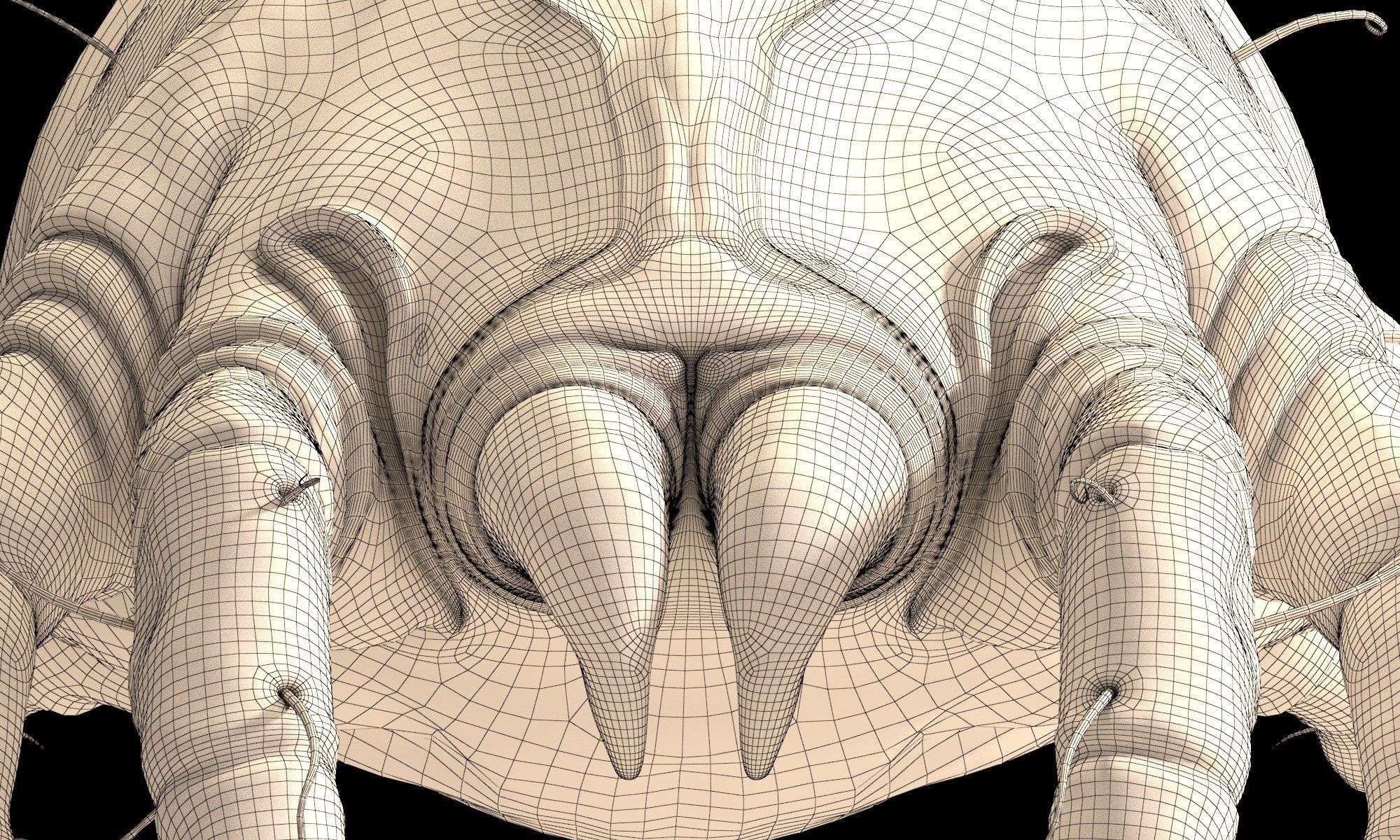 Dust Mite 3D model_9