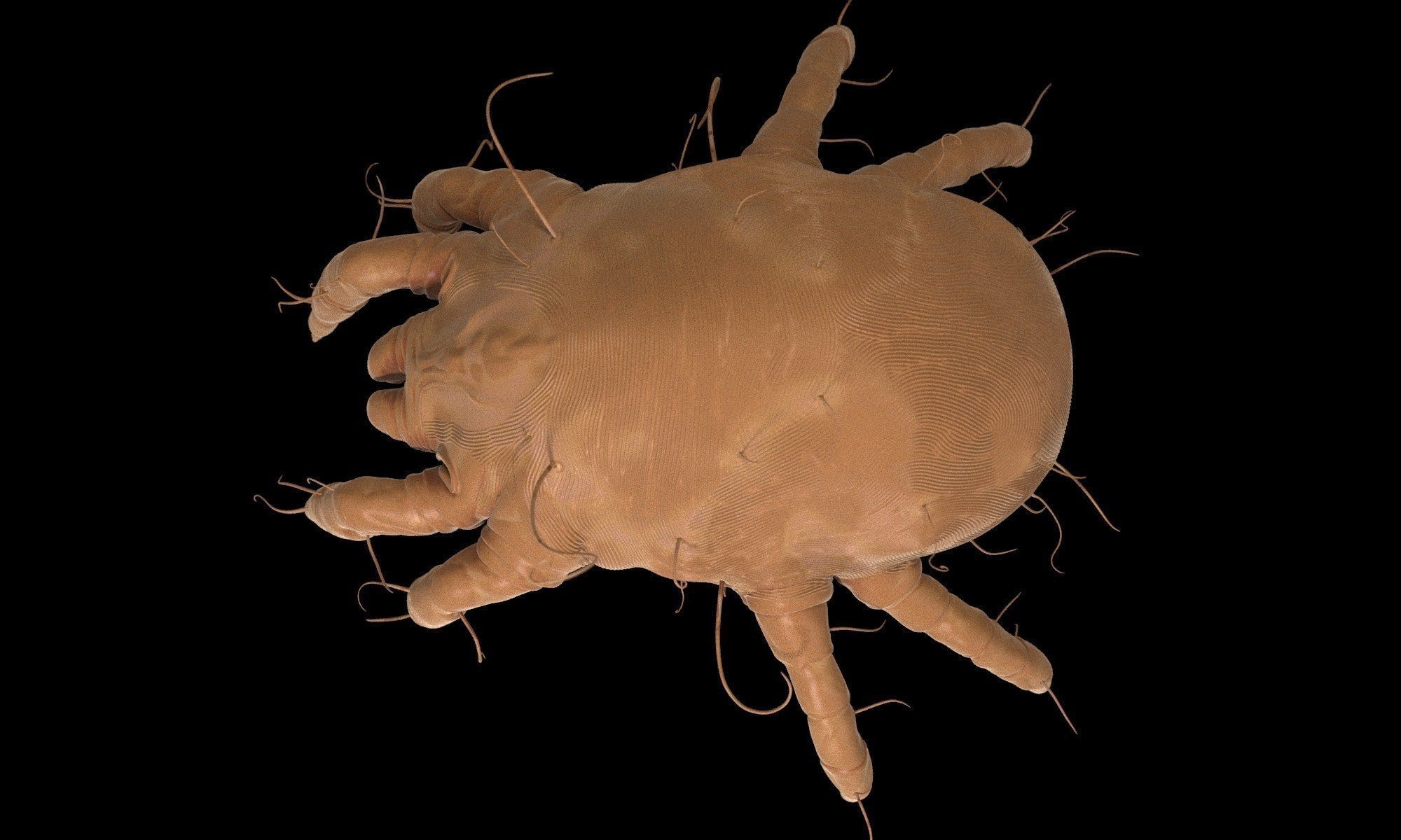 Dust Mite 3D model_4