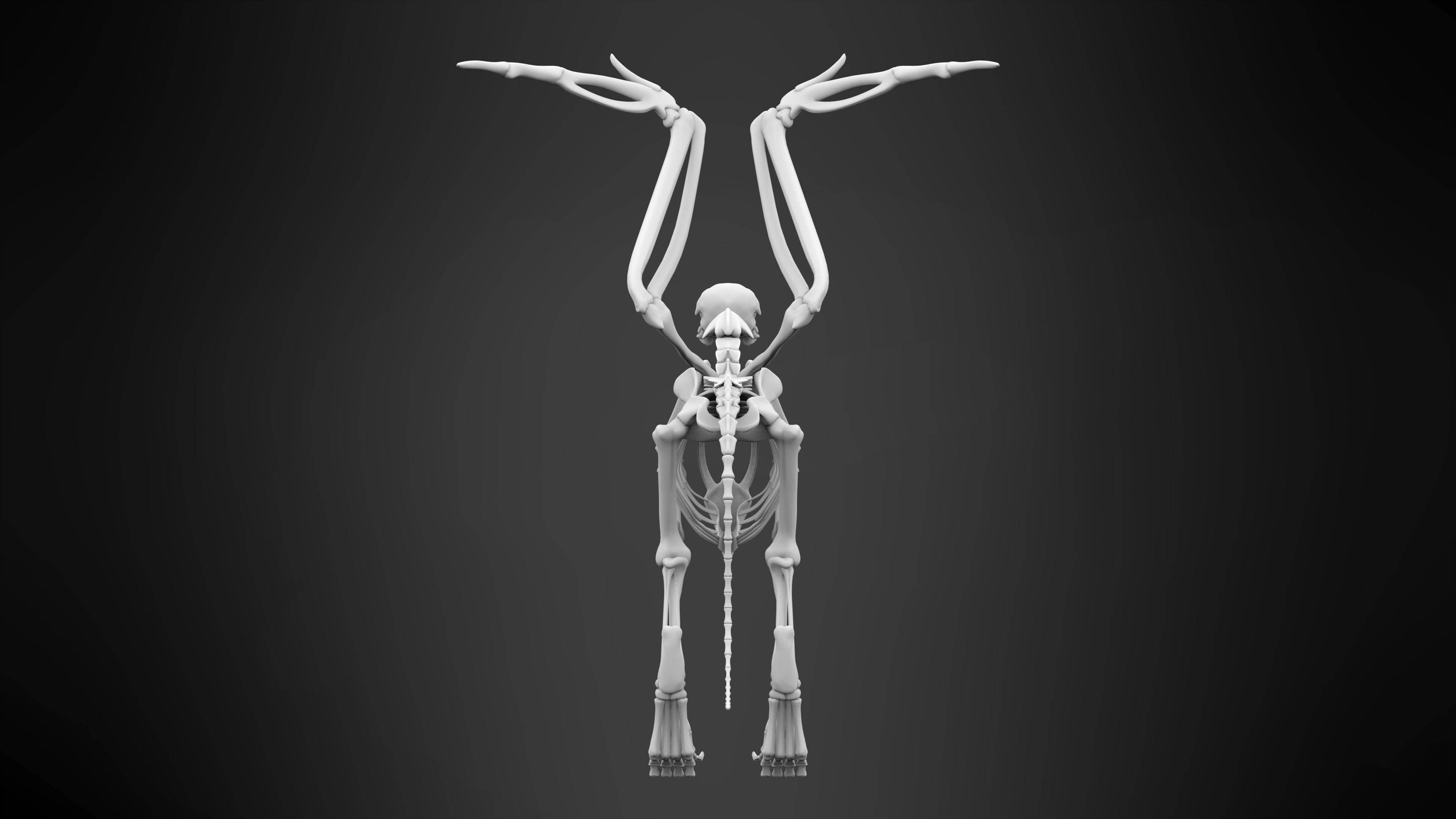 Griffin Skeleton 3D model_8