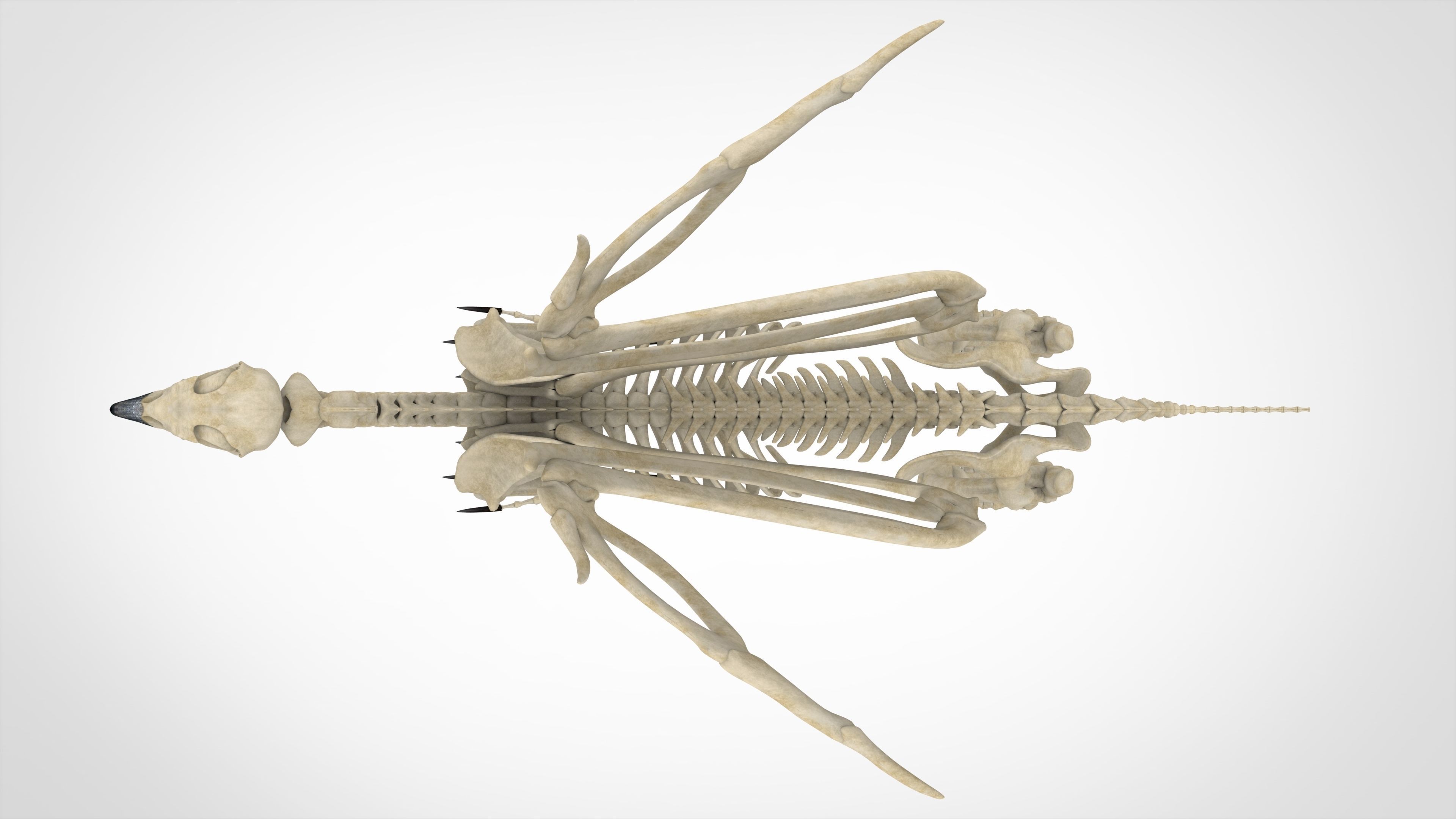 Griffin Skeleton 3D model_4