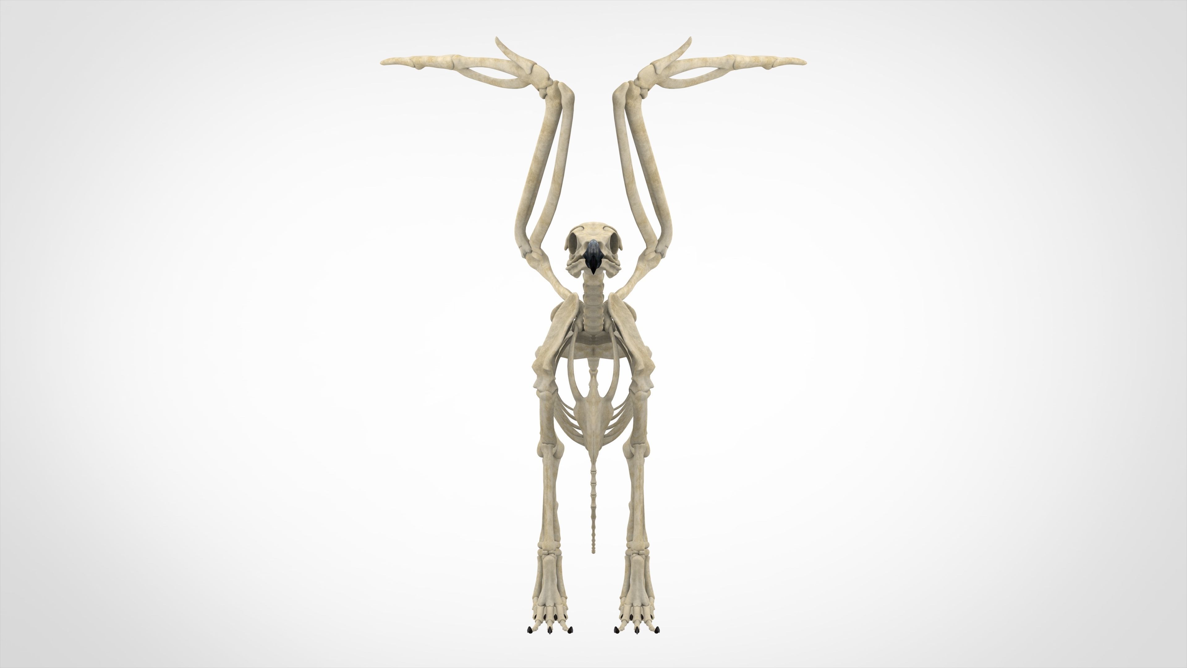 Griffin Skeleton 3D model_1