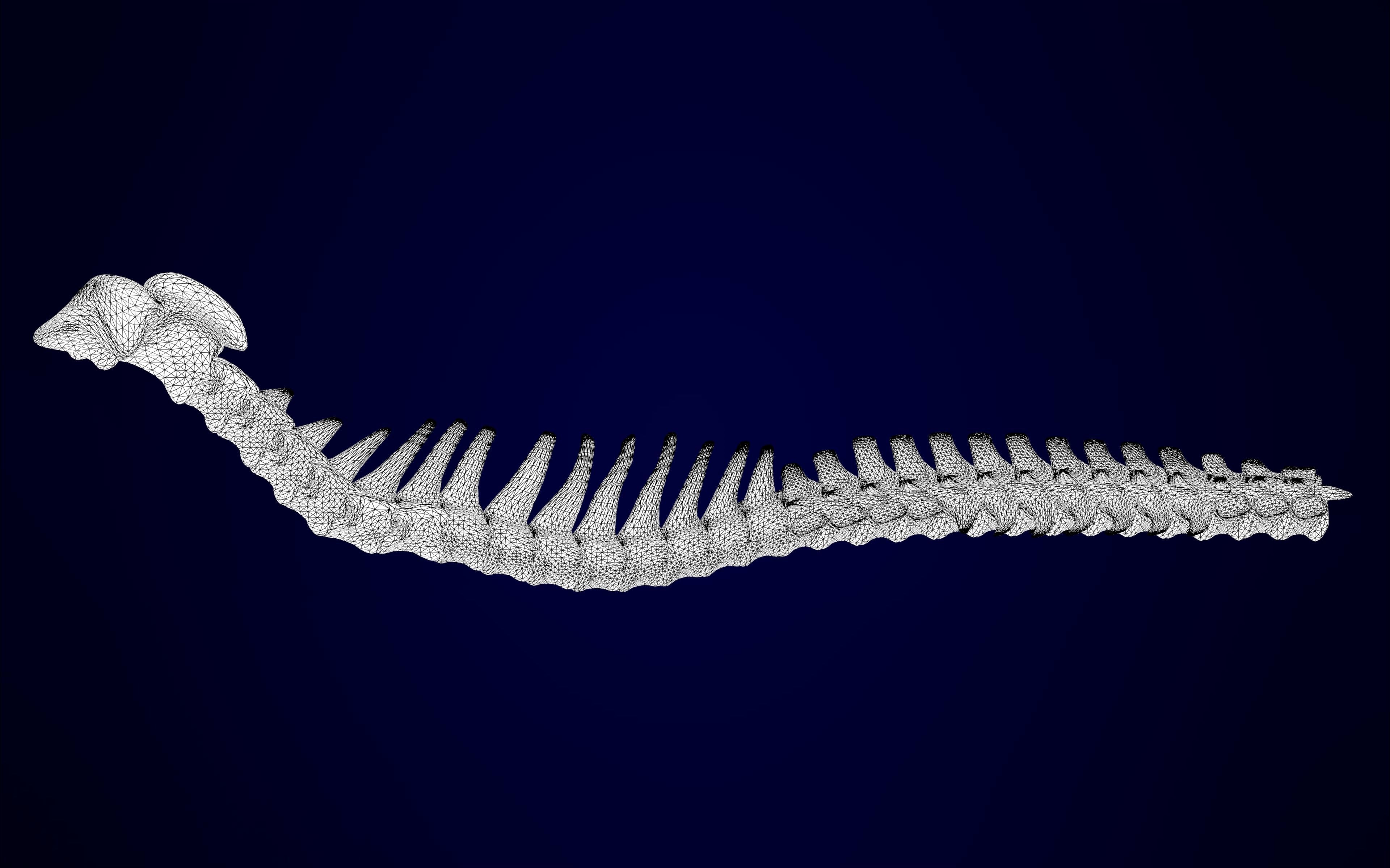 Griffin Skeleton 3D model_11
