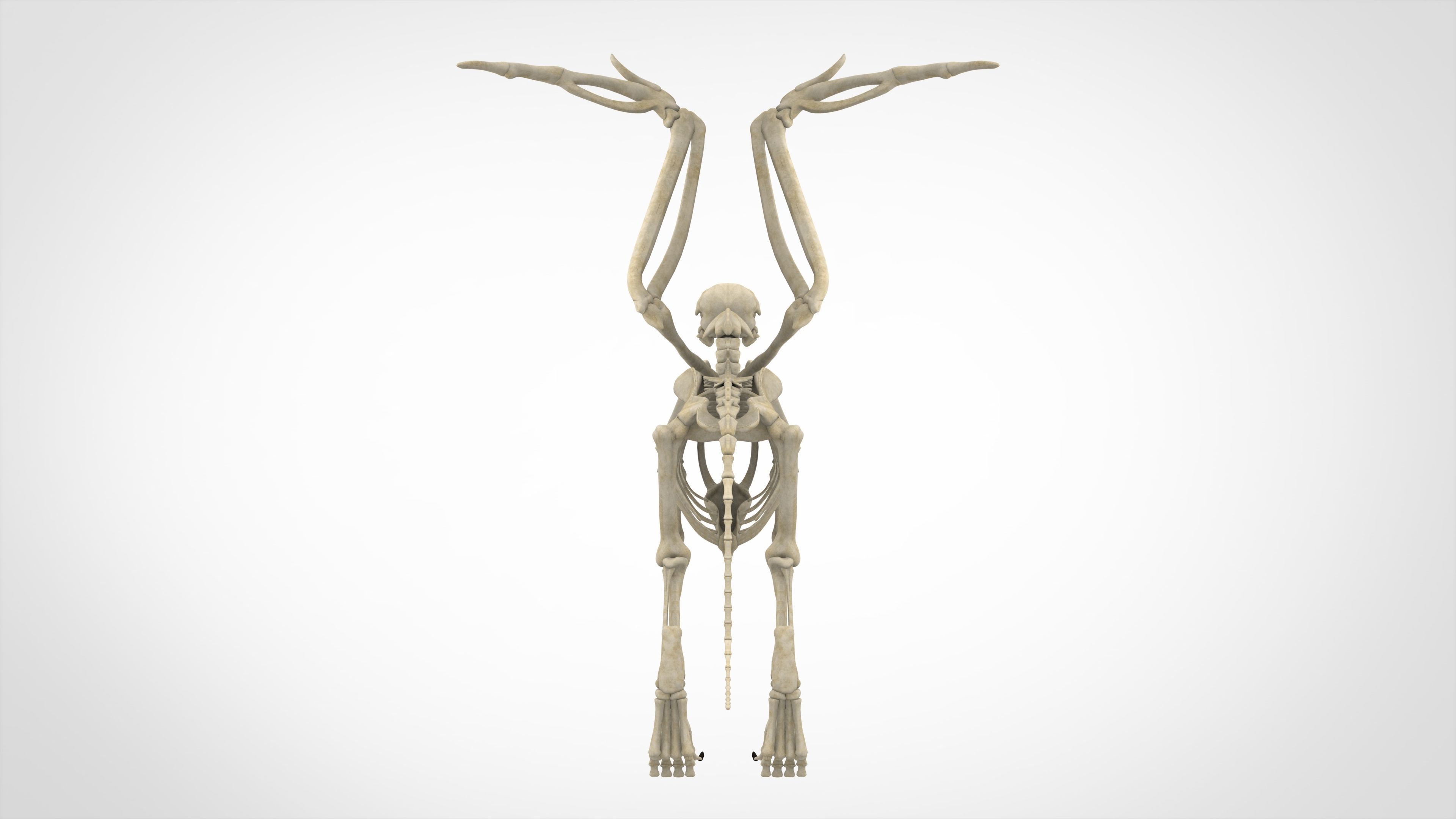 Griffin Skeleton 3D model_3