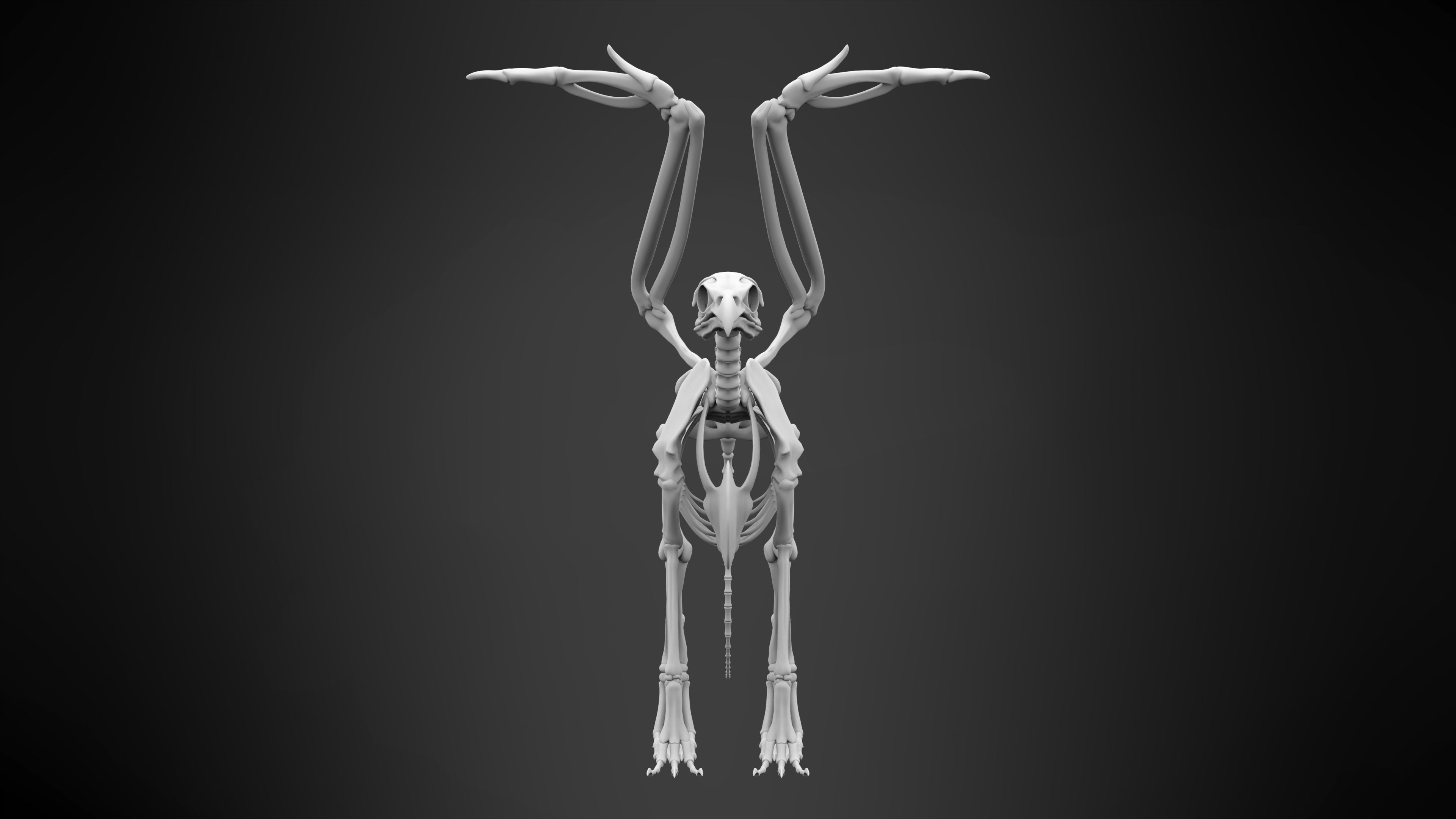 Griffin Skeleton 3D model_6