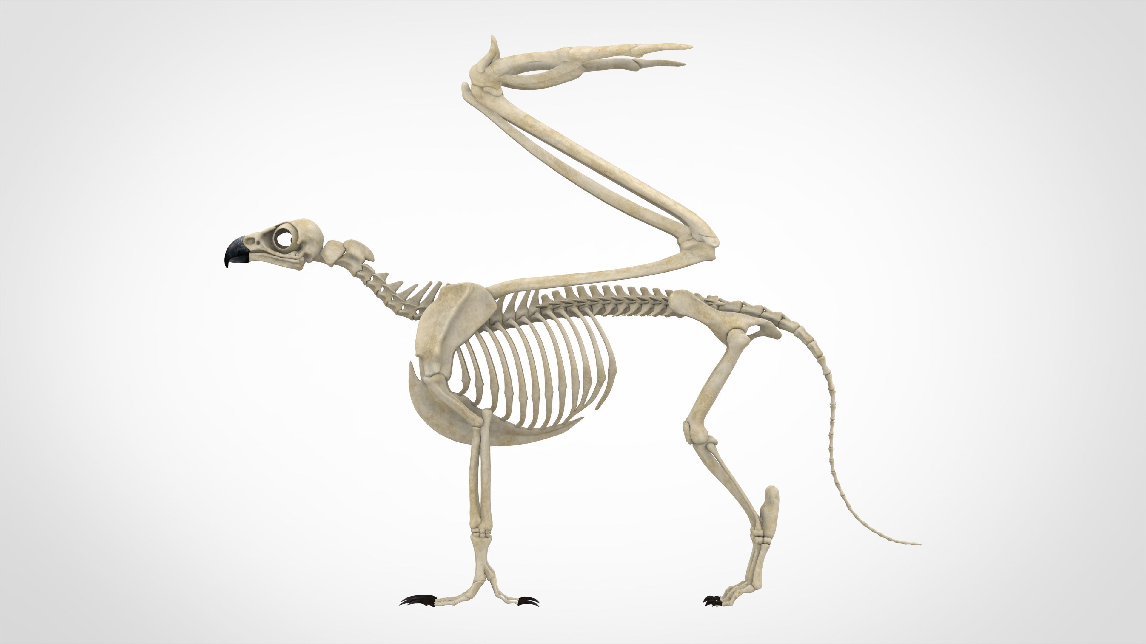 Griffin Skeleton 3D model_2