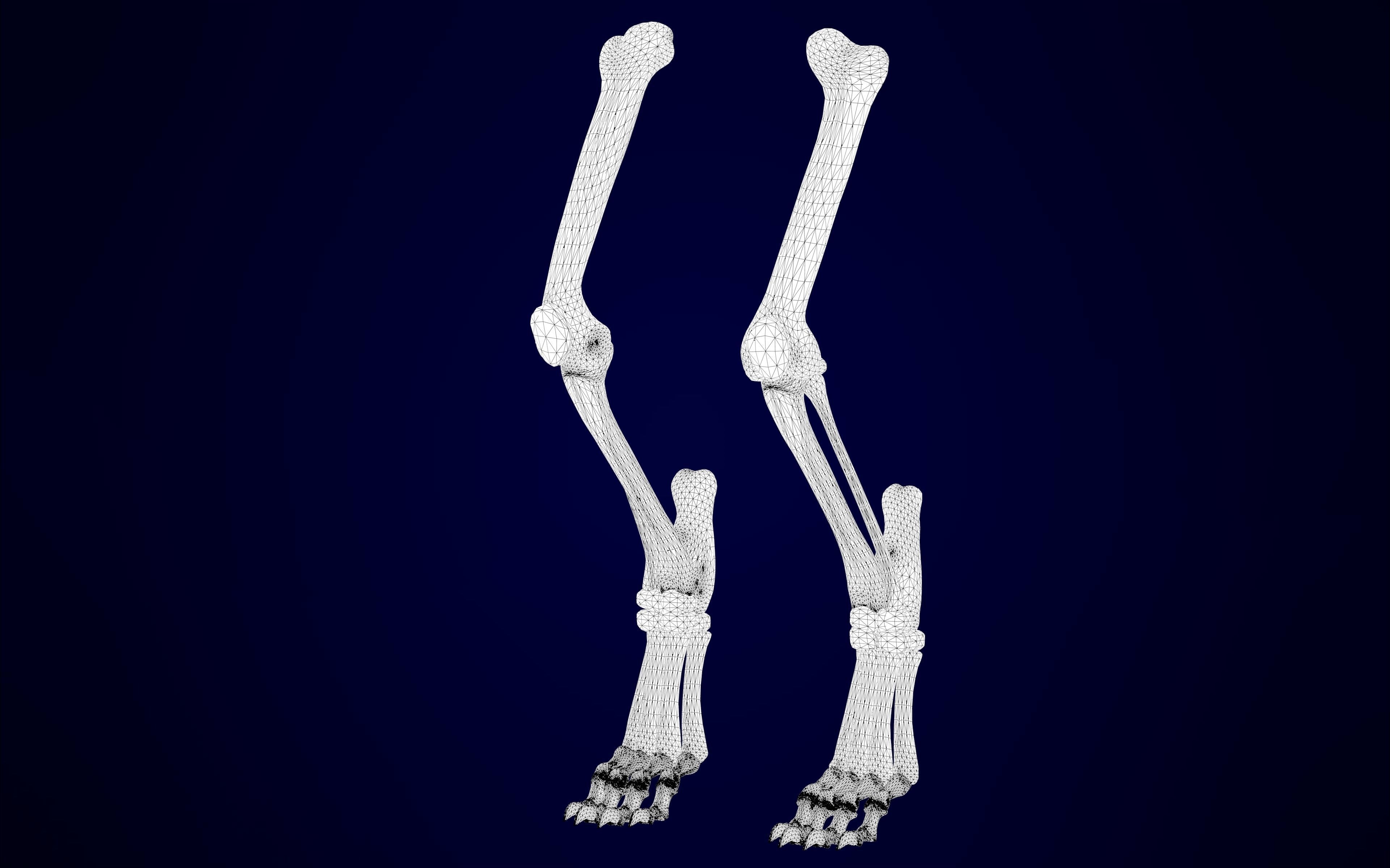 Griffin Skeleton 3D model_18