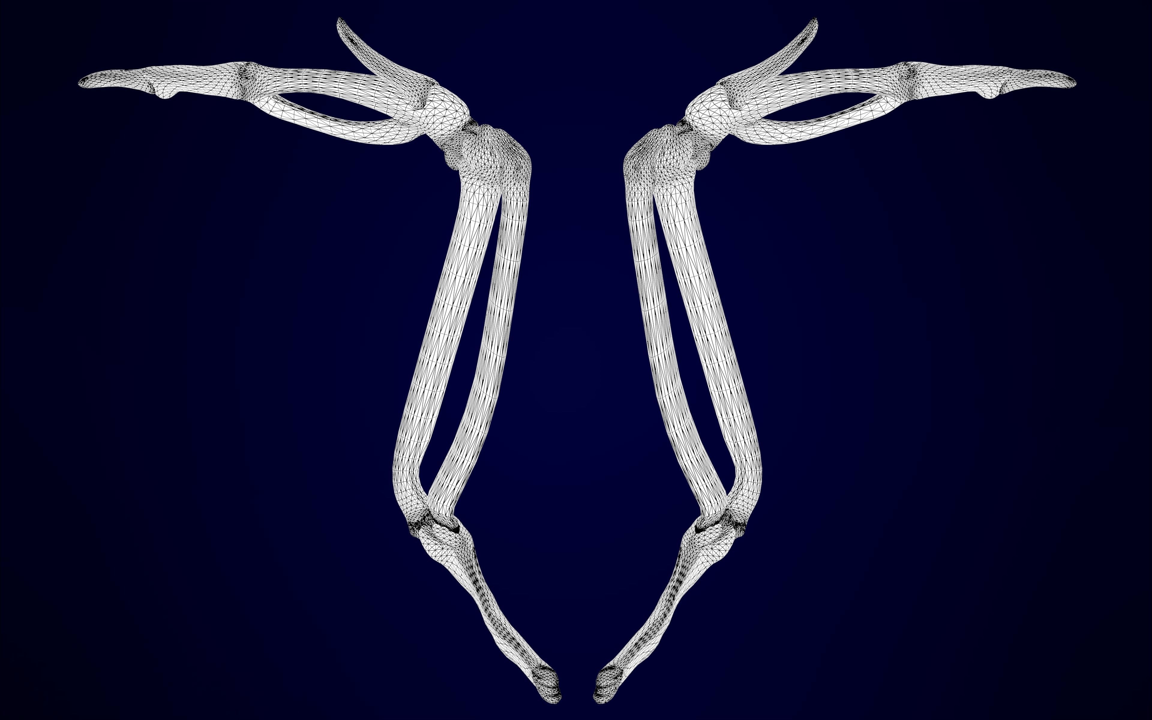 Griffin Skeleton 3D model_16