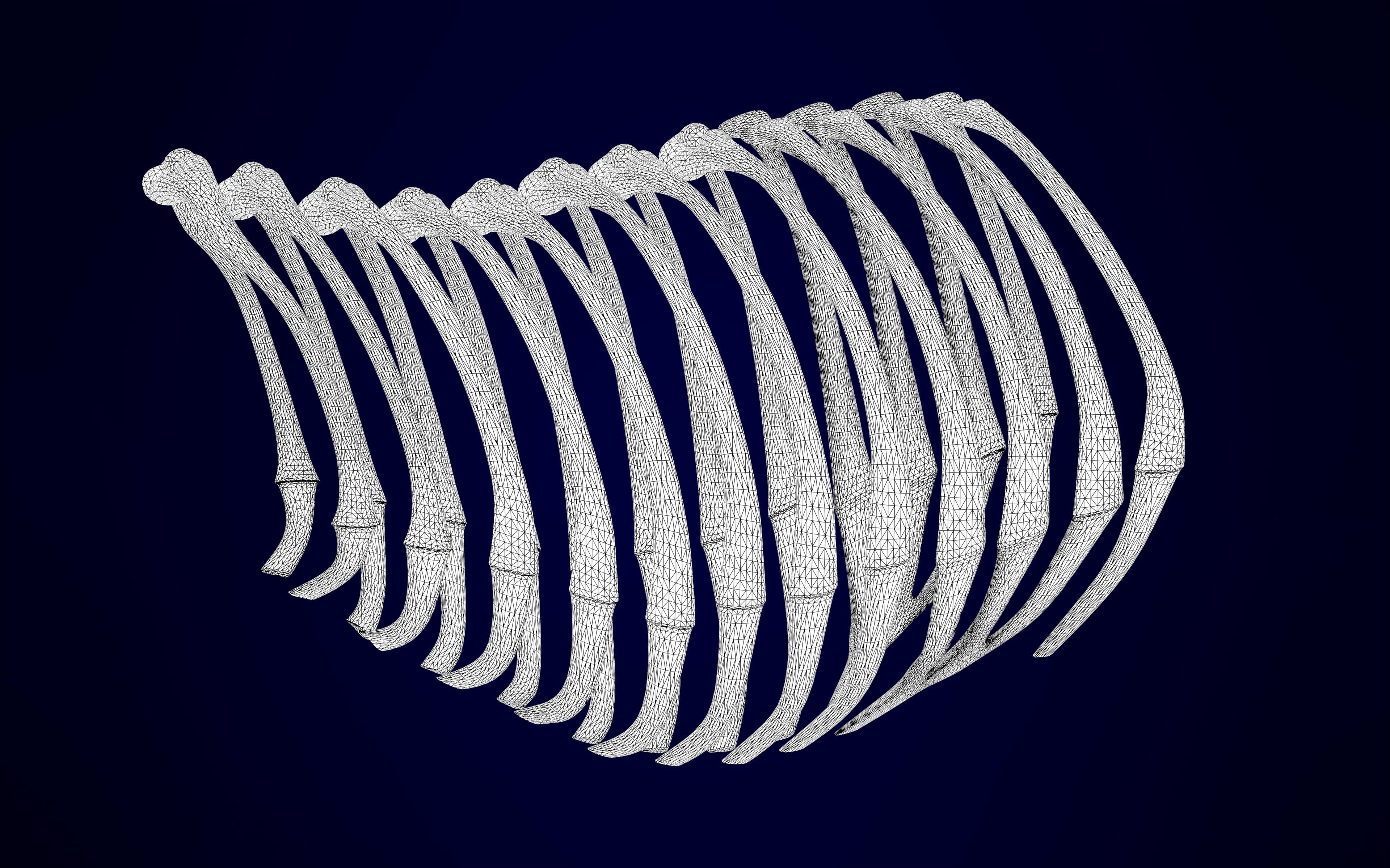 Griffin Skeleton 3D model_13