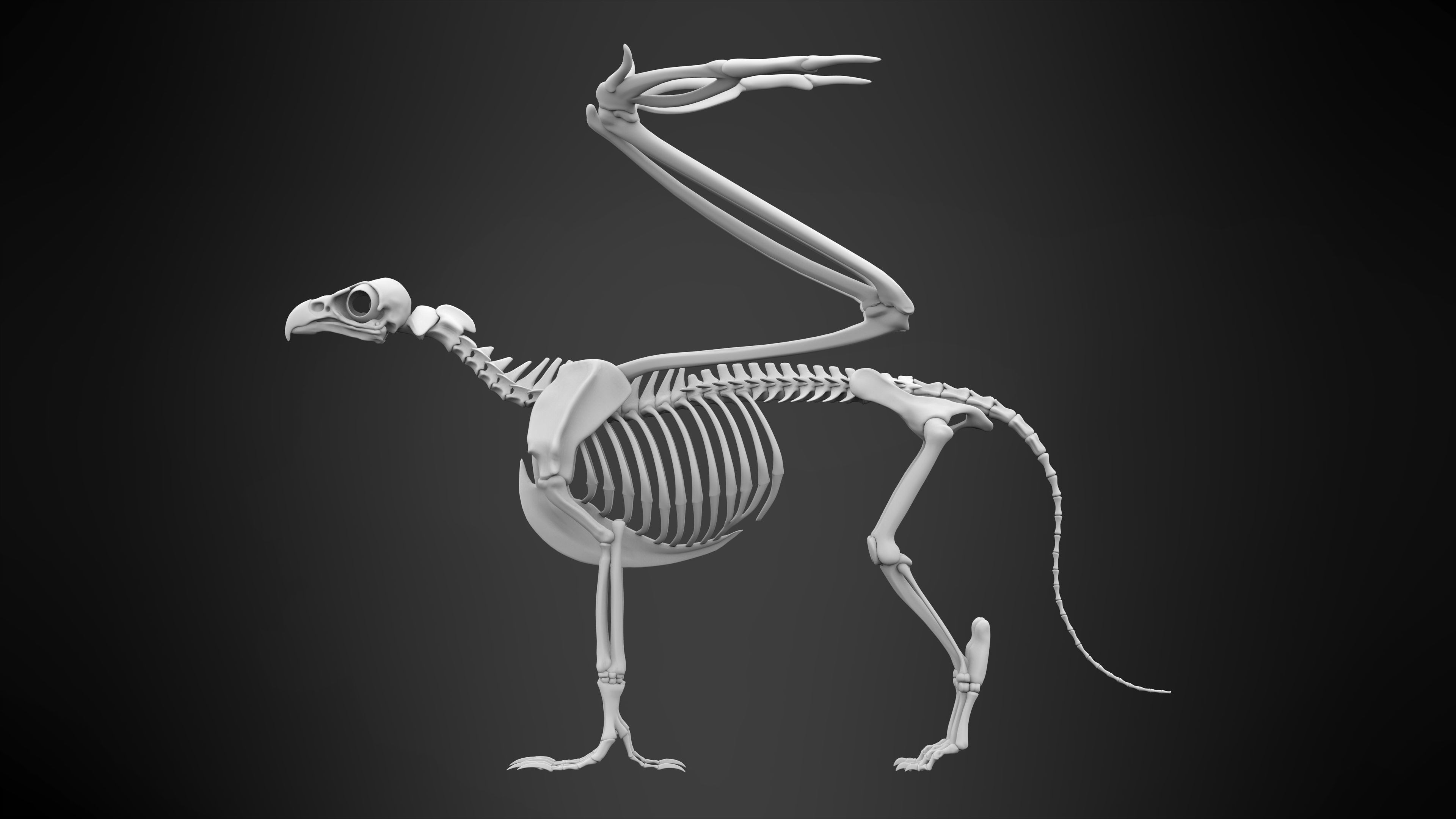 Griffin Skeleton 3D model_7