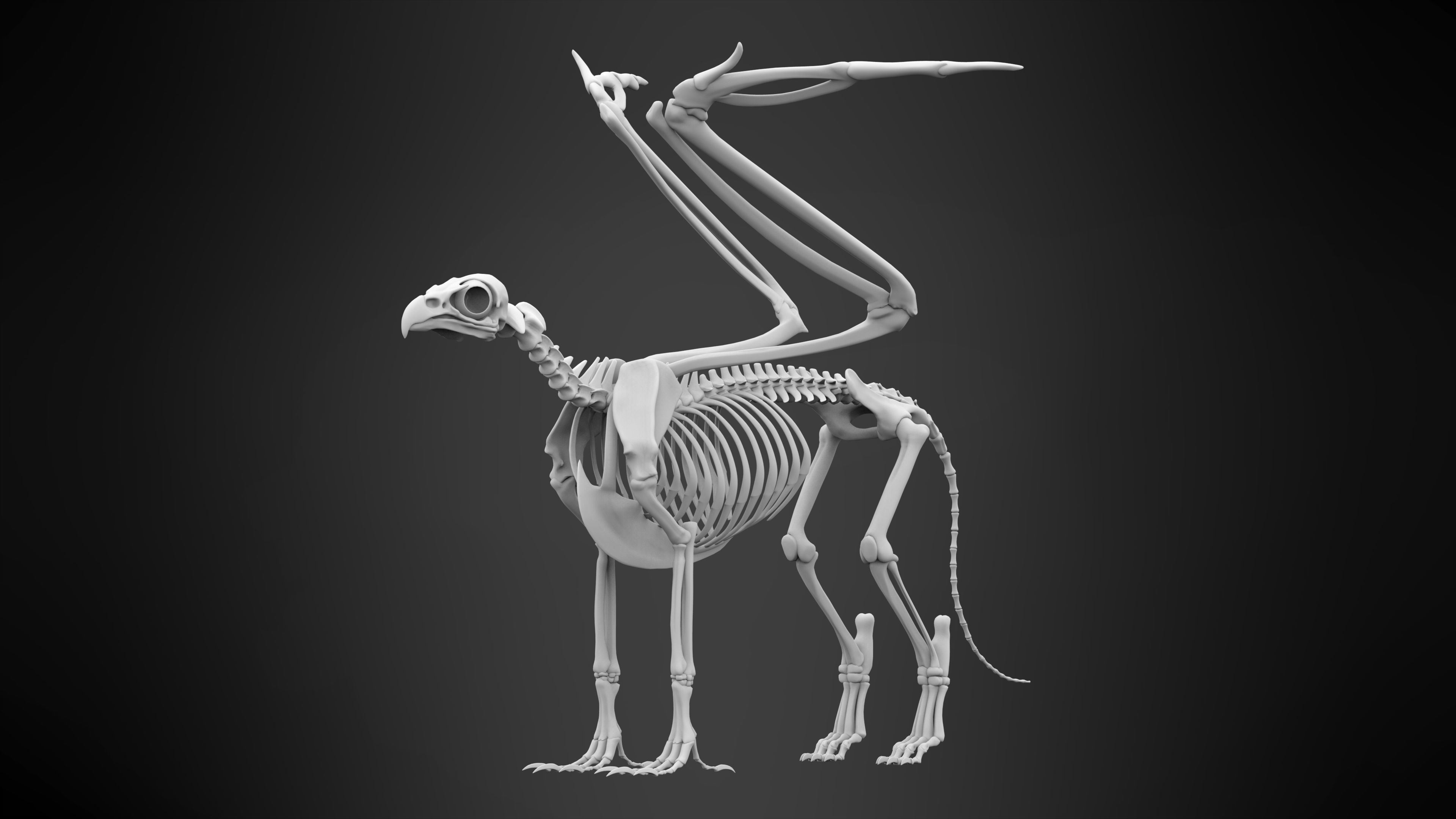 Griffin Skeleton 3D model_5