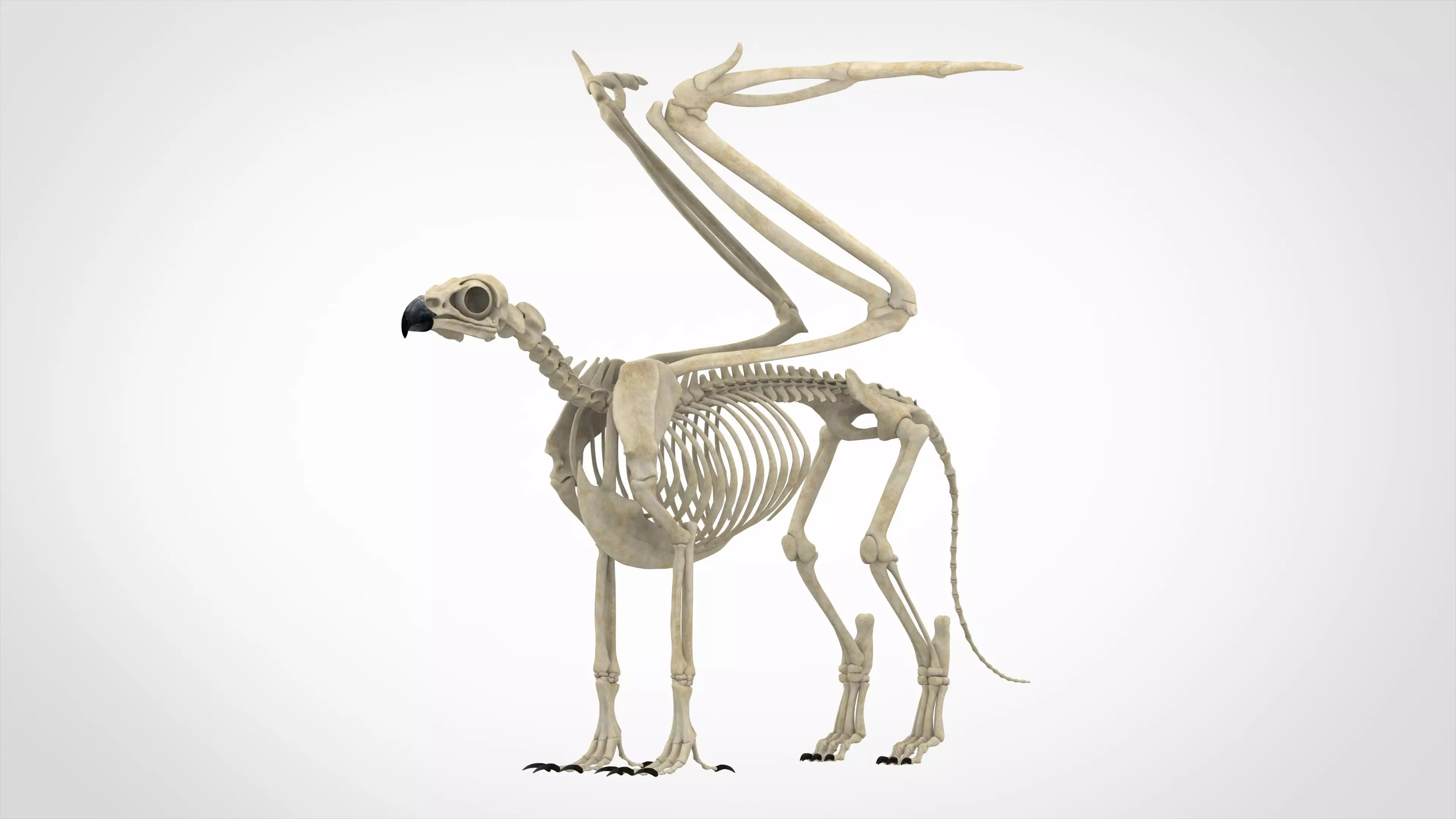 Griffin Skeleton 3D model_0