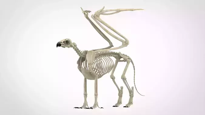 Griffin Skeleton