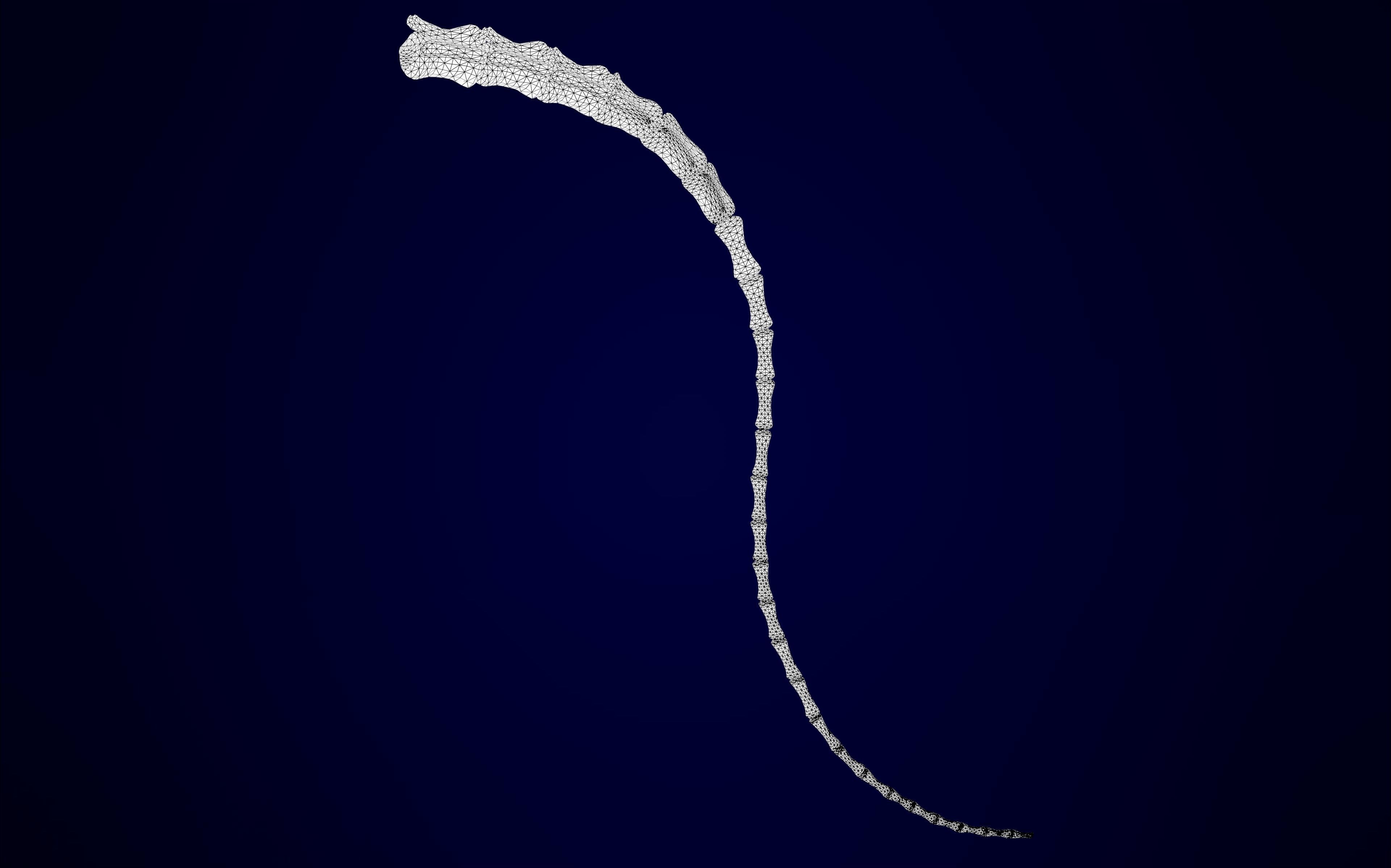 Griffin Skeleton 3D model_12