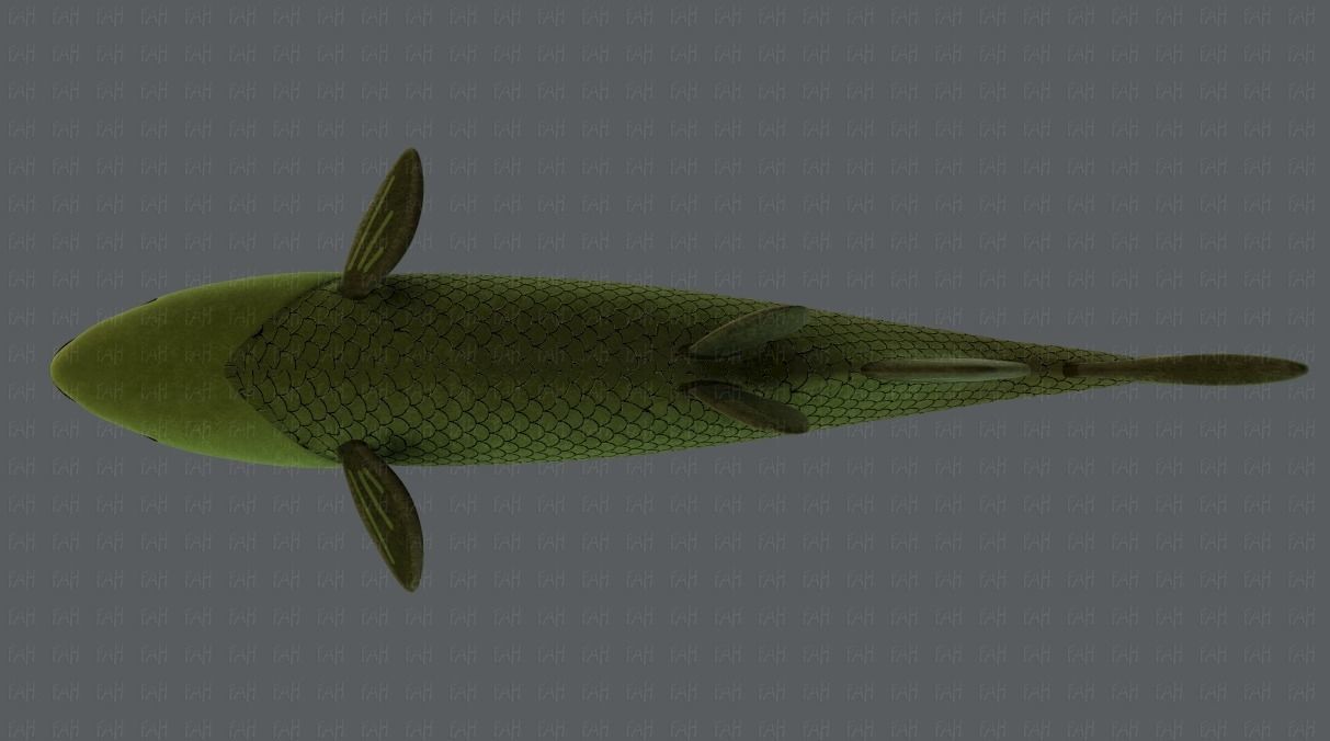 Fish V05 Low-poly 3D model_39
