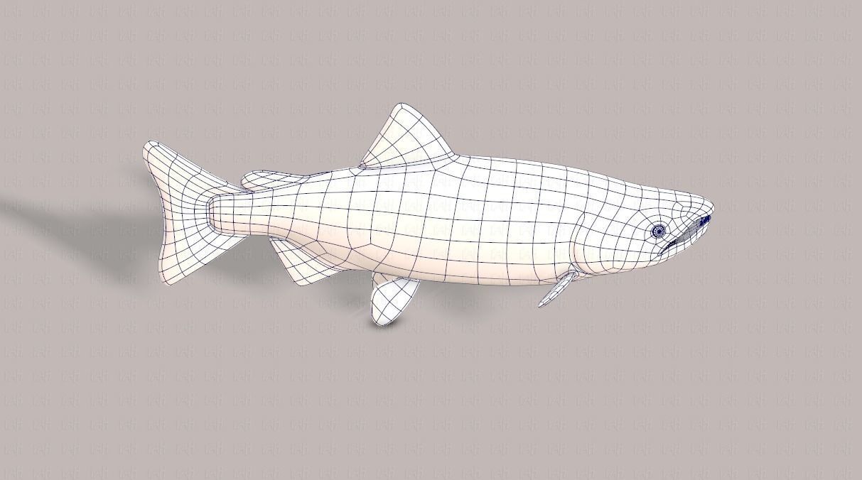 Fish V05 Low-poly 3D model_27
