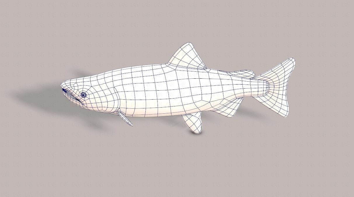 Fish V05 Low-poly 3D model_31