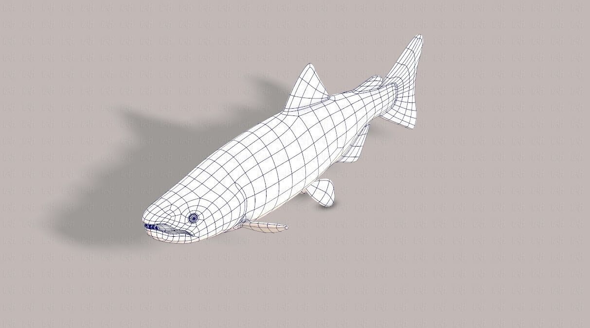 Fish V05 Low-poly 3D model_32