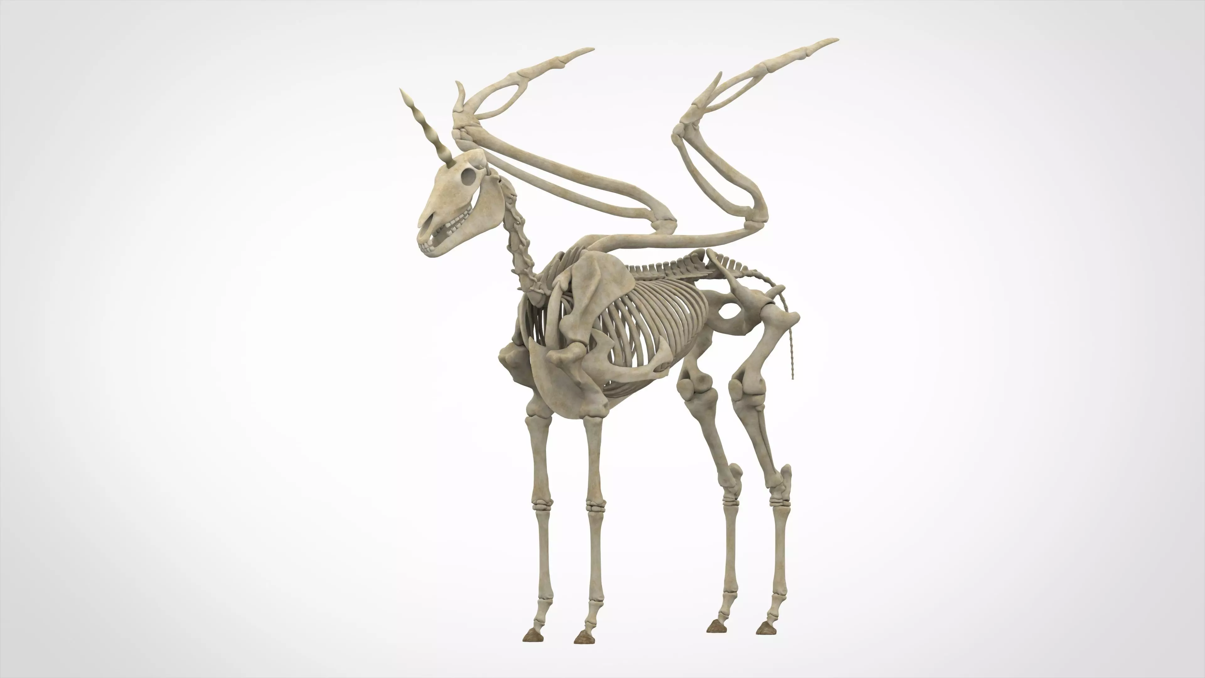 Alicorn Skeleton 3D model