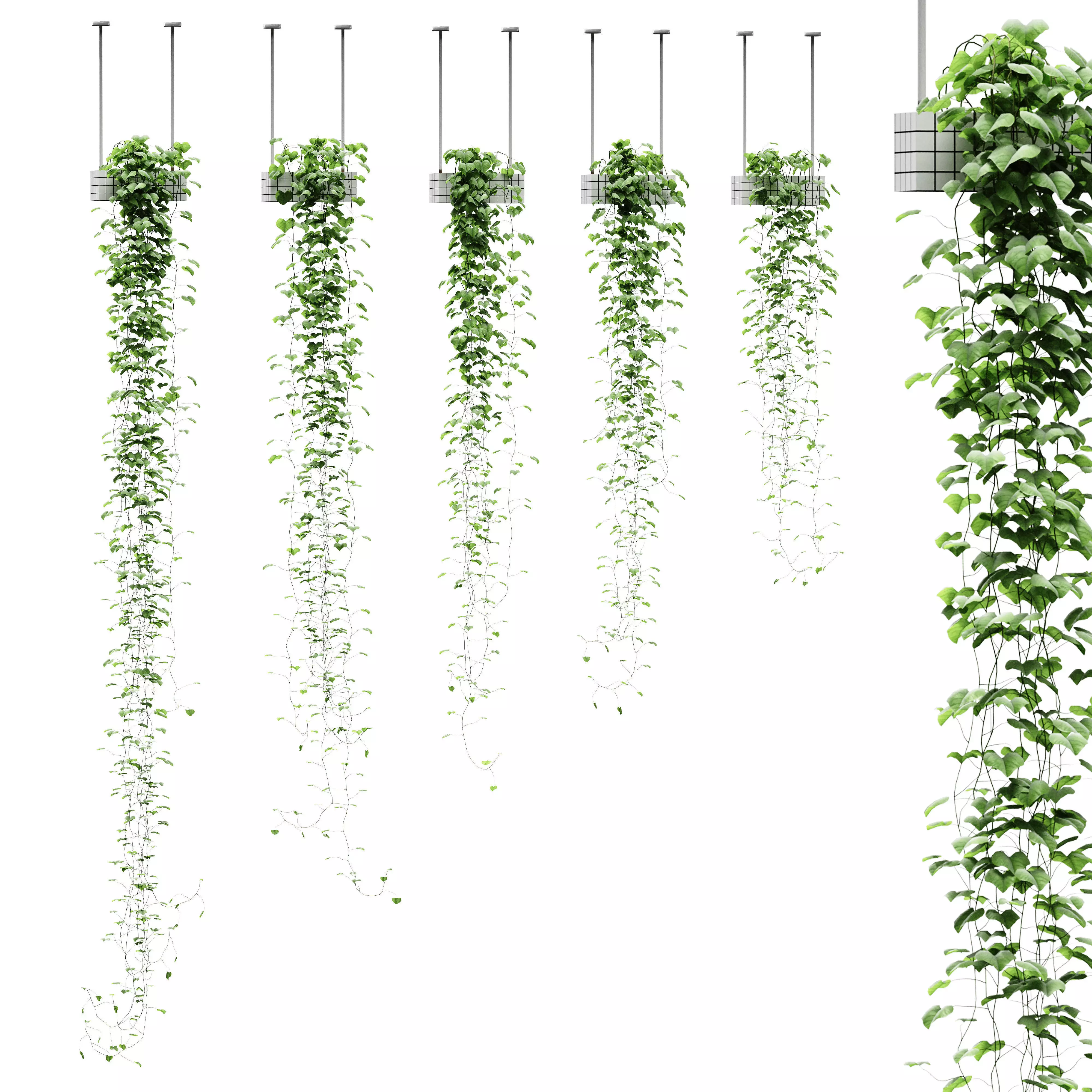 Loach in hanging pots - 5 models 3D model