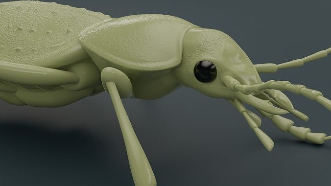 Beetle Carabus Procrustes Coriaceus for 3D printing 3D print model