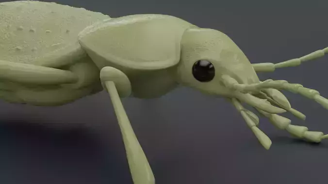 Beetle Carabus Procrustes Coriaceus for 3D printing 3D print model
