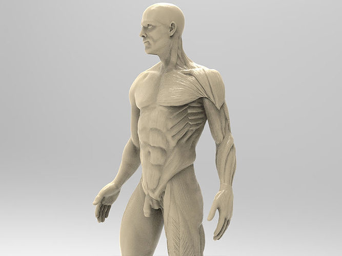 Man Anatomy 3D print model