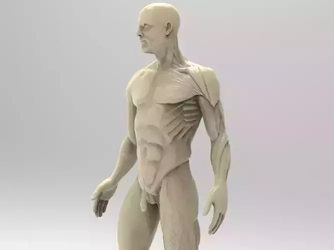 Man Anatomy