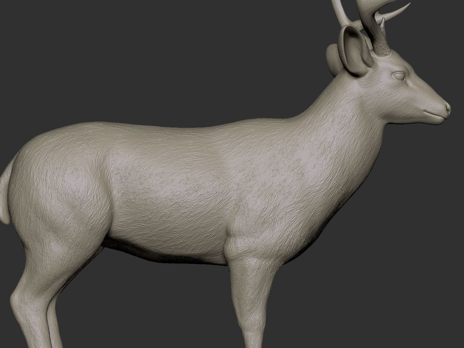 Mule deer hires 3D model_2