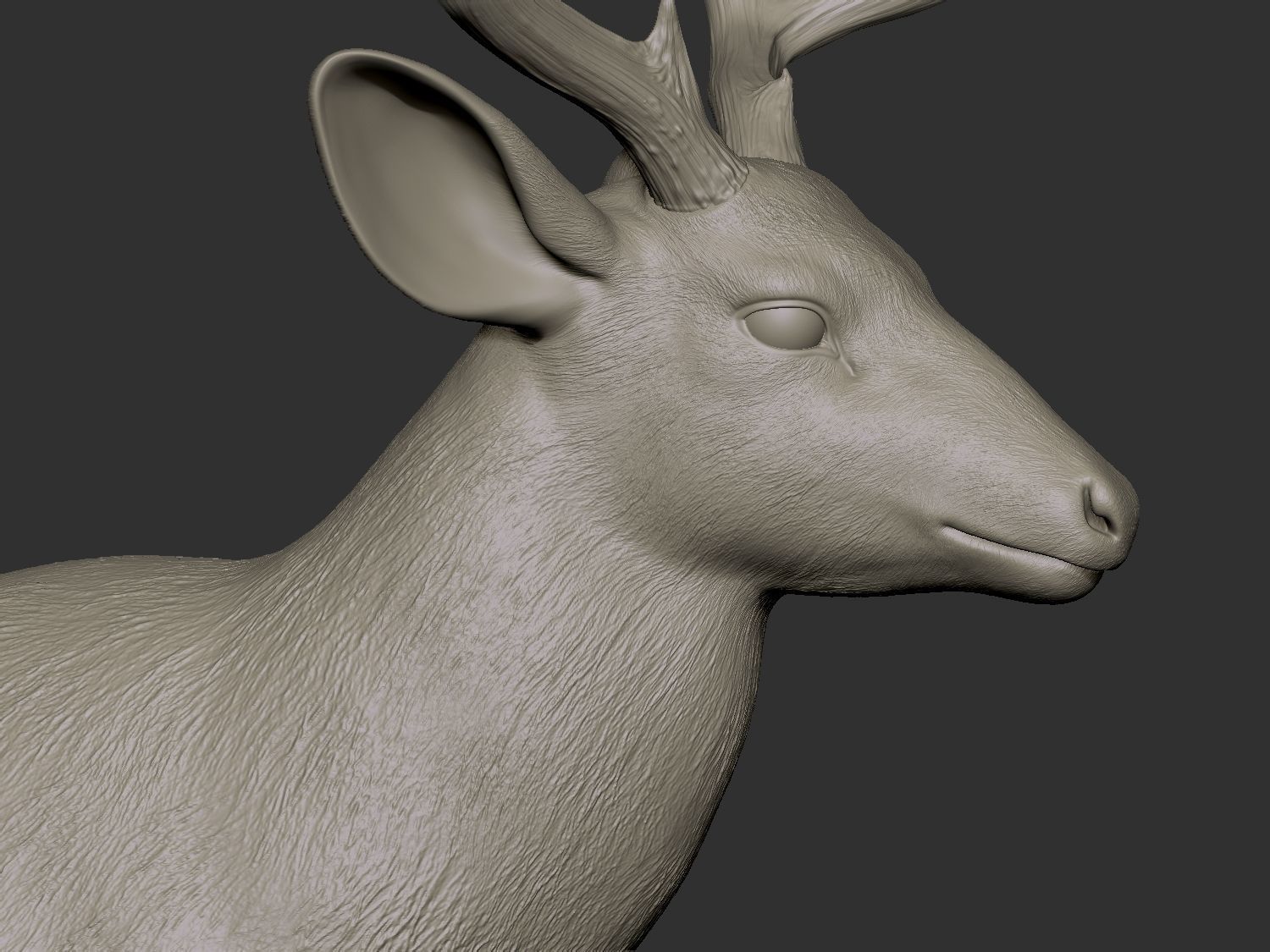 Mule deer hires 3D model_5